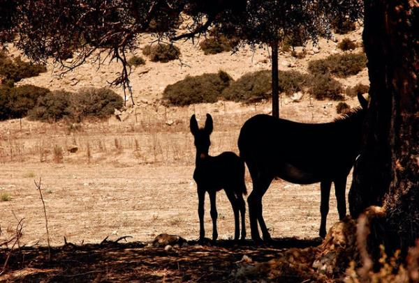 Smestr tatilinde gne, deniz, doa ile bulumak ve sakin bir yere kamak m istiyorsunuz? Akdeniz'in tm ayrntlarn ihtiva eden muhteem kumsallaryla Kbrs, herkesin gerekletirebilecei bir d.