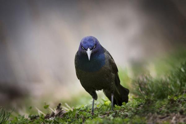 <p><b>30. Angry Bird </b></p>  Sradan bir srck.Lawrence,Illinois. Ryan Roush   <p>Yarmaya katlmak iin <b>http://travel.nationalgeographic.com</b> adresine girip fotorafnz yklebilirsiniz.</p>
