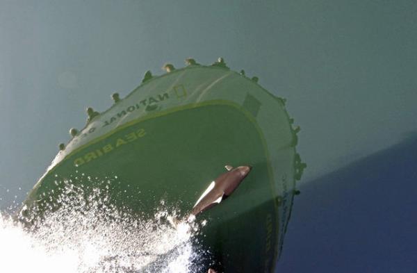 <p><b>9. Foto finish </b></p>  Su ve yunusun dndaki her ey koca bir yansma. Glacier Krfezi, Alaska. Robbie-Lynore Robinson