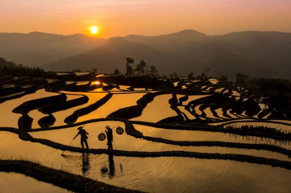 <p><b>27. Pirin tarlasnda kurbaa av </b></p>  Bu adamlar Yuanyang, in'de bir pirin tarlasnda kurbaa yakalamaya alyorlar. Shawn Talbot