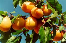 Kays: Beynin dzenli almasn salar, stresi azaltr. Karacierin tahrip olan ksmlarnn tamirini salar. Kemiklerin ve dilerin daha dzgn ve salam olmasnda nemli rol oynar. Kan yapmn artrarak, kanszla engel olur. reme sistemi zerinde olumlu rol bulunup cinsel gc artrr.