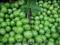 Erik: Yksek antioksidan kapasitesi yannda detoks yapc gcyle de nemli bir anti-aging besindir. Sindirim sistemi zerinde de olumlu etkisi olduu gibi iyi bir antioksidan ve C vitamini kayna olarak kalbin de dostudur.