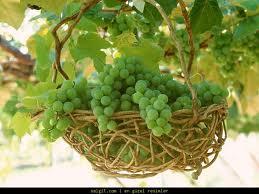 zm: Vcuda zararl madde etkilerine kar korur. Kanszln tedavisinde etkili olduu gibi yksek tansiyonu kontrol altnda tutmaya yardmc olur. Kalp hastalklar ve kansere kar koruma salar.