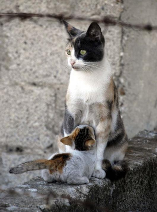 Yavrular ise sevimlilikleri, neeleri ve gzellikleriyle insanlarn kalbini fethediyor.