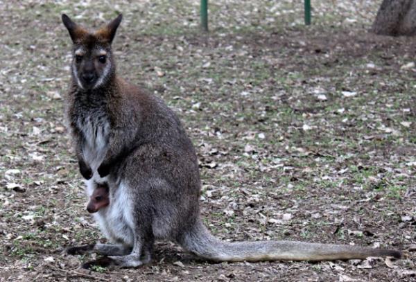 Bazlar doada bir avc olarak yaayan, bazlarlaryla da evimizi paylatmz hayvanlar ve yavrular Anadolu Ajans'nn derledii fotoraflarda yavrularn evkatle sarp, tehlikelere kar yanndan ayrmayarak, anne her yerde annedir dedirtiyor.