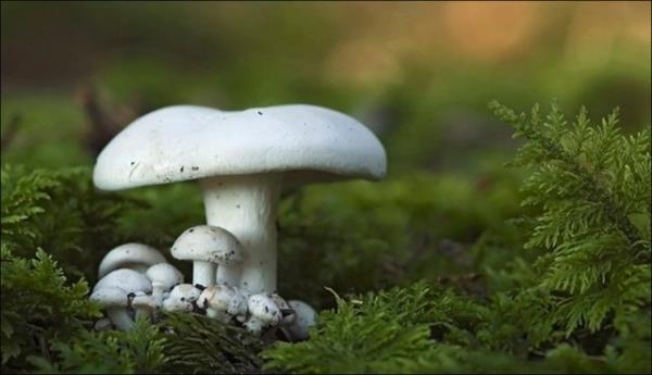 <b>Mantar</b> Doada yetien mantarlar trlerinden bazlar, zehirlenmelere ve hatta lme yol aabiliyor.