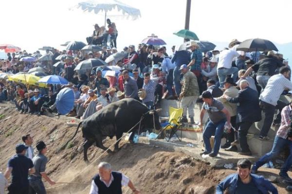 Artvin'in Murgul ilesinde organize edilen "4. Damar Karagl Boa Greleri'nde boalarn zaman zaman arena dna kmas vatandalara zor anlar yaatt.