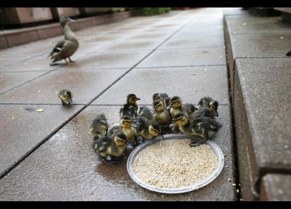 Bir hafta nce doan 16 rdek yavrusu dnyann en byk metropol New York'ta 12 katl bir binann atsnda yayor.