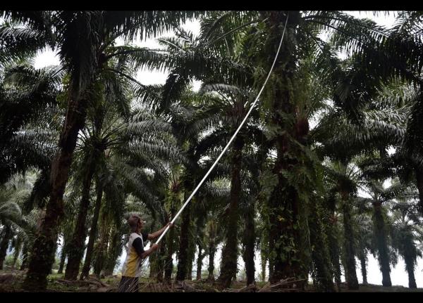 Endonezya'nn Sumatra Adas'nda bir ii palmiye ya aalarnn meyvesini topluyor. Gneydou Asya'nn byyen palmiye ya endstrisi, yakn zamanda yaanan kuraklktan nasibini ald. Bir tehlike daha var, yl sonunda El Nino isimli byk bir kasrga bekleniyor. Analistler, retimdeki dn pazardaki fiyatlarda ani bir ykselie neden olabilecei uayrsn yapyor. Palmiye ya, dnyann her noktasnda hazr gda endstrisinin en ok kulland yalardan.
