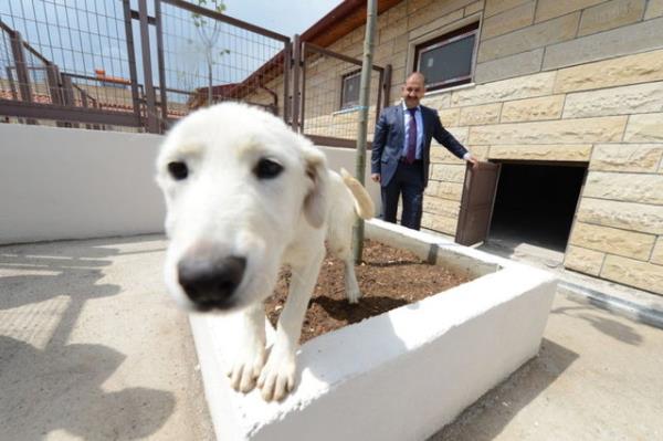 Kocaeli Bykehir Belediyesi tarafndan Kandra'da 170 dnmlk arazide ina edilen Sokak Hayvanlar Bakm ve Rehabilitasyon Merkezi'nin tamamlanmasyla sokak hayvanlarnn her trl ihtiyalar giderilerek tedavi ve bakmlar yaplacak.