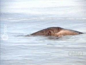 Van Gl'nde canavar varm. Canavar byk, canavar yeilmi.