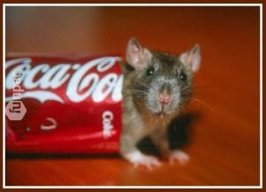 Coca-Cola'nn yapld kazanlarn iinde fareler varm. Hatta kolann rengini bu farelerin kan veriyomu. stne stlk hamambcei grenler bile olmu.
