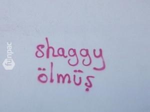 Shaggy lm.