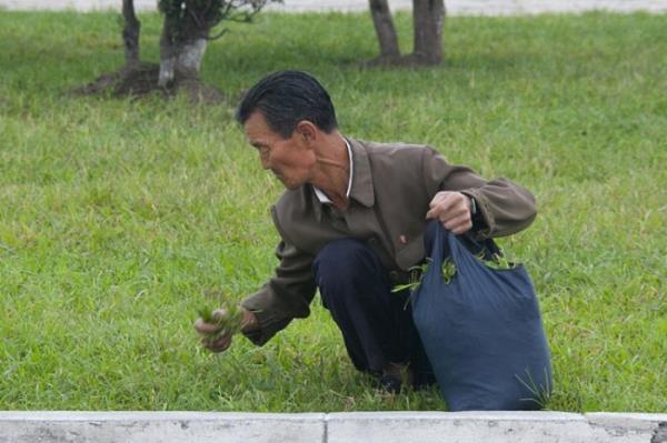 Kuzey Koreliler yemek iin ot topluyor. Bu fotoraflar onlar ileden karyor.