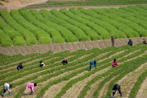 Zor dnemlerden geildiinde (ki burada genelde yle oluyor) ocuklarn da tarlada almas istenebiliyor.