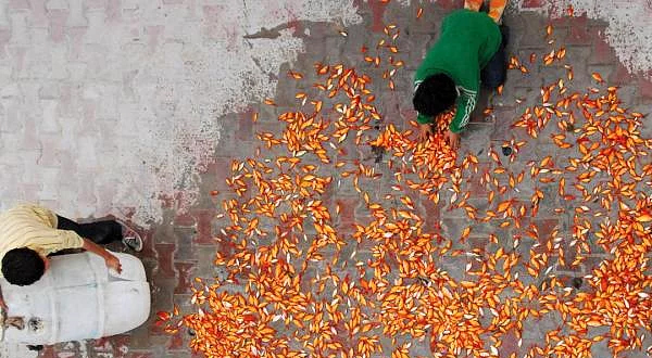 <p><b>9. The Song of Sparrows (Serelerin arks) 2008</b></p>  Rotten Tomatoes: %98    <p>IMDB Puan : 8.0</p>