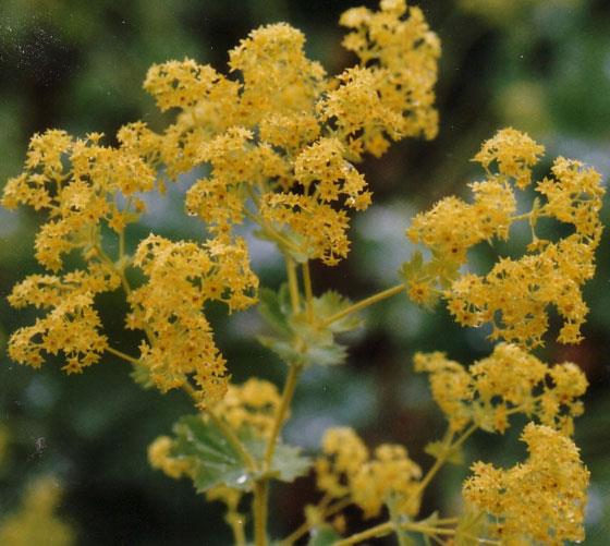 Gn boyunca 3 bardak taze demlenmi ay iilmesi nerilir.