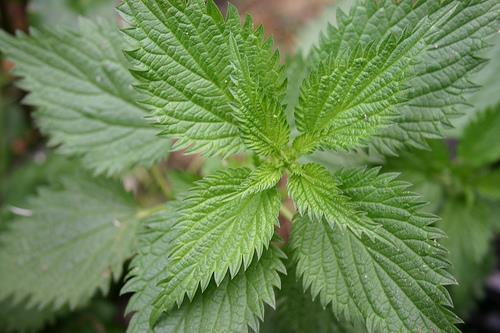 <b>ISIRGANOTU:</b> Isrganotu, kan yaptrc zellii nedeniyle, kanszla kar mutlaka kullanlmas gereken bir bitkidir.