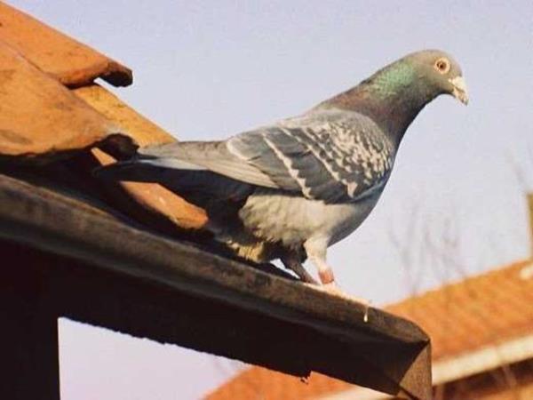 II. Dnya Sava dneminde grev yapm emekli bir ifre krcnn davet edilmesi de bir fayda salamad. ifre hala zlebilmi deil.