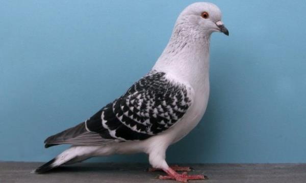 <b>2. Posta Gvercini ifresi:</b> 2012 ylnda, David Martin'in evinin bacasnda l bir gvercin bulundu. Gvercinin ayana krmz kk bir teneke kutu balyd.