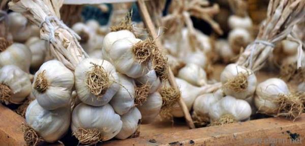 Akcier, safra kesesi, karacier ve kalbin glenmesini salar ve almasnda etkin bir ekilde rol oynar.