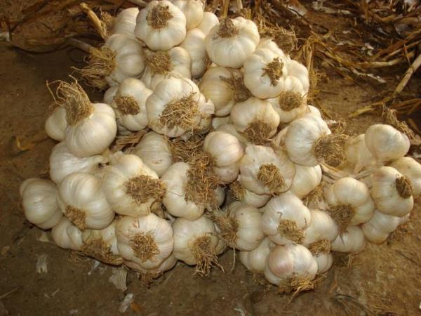 Sa dklmesine kar yavalatc bir grev stlenmitir.