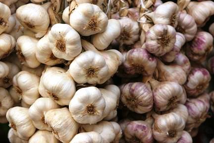 Kan sulandrmaktadr ve buna bal olarak da kan dolamnn hzlanmasn salar. Bu balamda sarmsak tketen kiilerde kalp krizi ve fel gibi hastalklara kar koruyucu bir zellik tamaktadr.