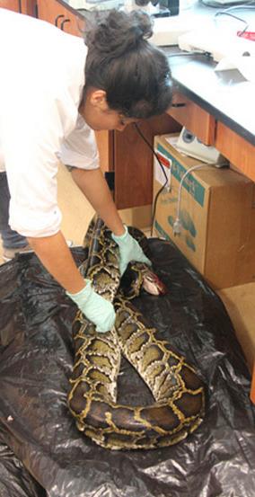 Pitonlar�n �zellikle sindirim sistemleri inceleniyor.