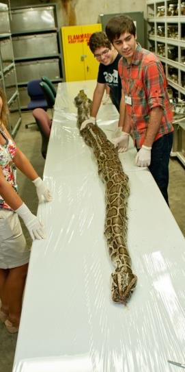 Pitonlar�n �zellikle sindirim sistemleri inceleniyor.