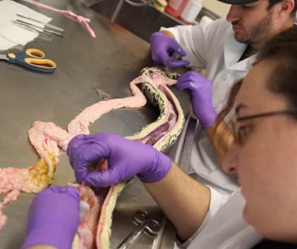 Dev pitonu ikiye ay�rd�lar