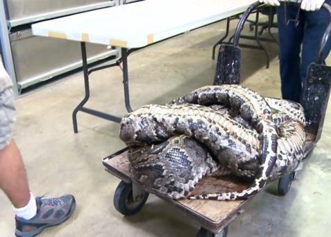 Florida �niversitesi'nde g�revli ara�t�rmac�lar taraf�ndan otopsi yap�lmak �zere haz�rlanan 3 metrelik piton masaya bile zor s��d�.