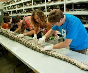 Dev pitonu ikiye ay�rd�lar