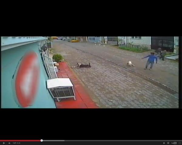 Tasmasz olarak dolatrlan kpeklerden biri grd kediye saldrd. Kpek kediyi paralarken iki gen olanlar seyretti. Olay gren bir kii ise hemen kpei tekme atarak etkisiz hale getirdi.