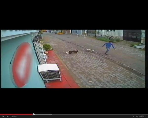 Kedinin ld olay an be an kameralara yansrken hayvanseverlerin ikayeti zerine harekete geen polis, kediyi Ptbull'a ldrten ikiliyi aryor. Edirne'de bir hafta nce iki gen pitbull cinsi kpeklerle sokakta dolamaya kt.