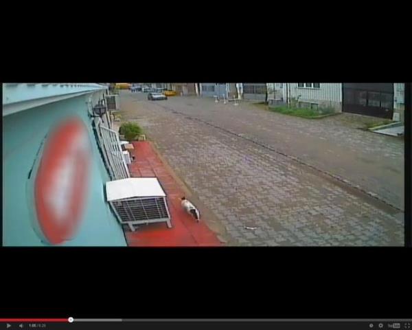 Edirne'de iki gen, sokak ortasnda bir Pitbull kpeine kediyi ldrtt.