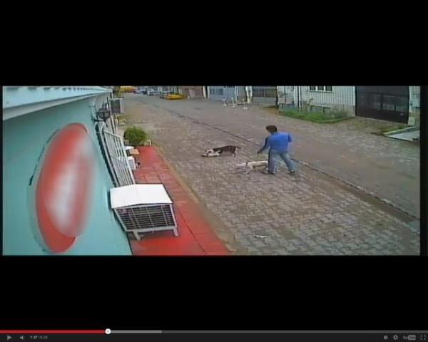 Ancak bu sefer kpek kimlii belirsiz vatandaa saldrmak istedi. ArdNdan da kat. Talihsiz kedi lrken, Edirne Doay Hayvanlar Koruma ve Yaatma Dernek Bakan Nurhan Kalender polise ikayeti oldu.