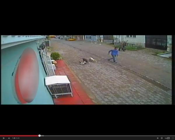 Bu srada evreden koan vatandalar Pitbull'u tekme atarak etkisiz hale getirip, kovalyor. ki gen ise kpekleri alp kayor.