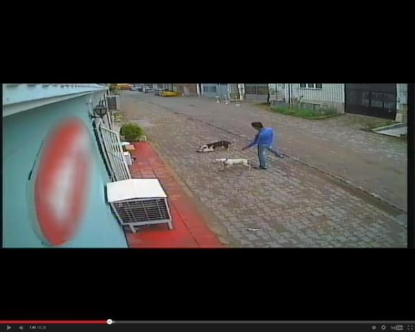 Polis olayn yaand sokakta bulunan gvenlik kamaras kaytlarn incelemeye ald. Polis grntlerden elde ettii bilgiler dorultusunda 18-20 yalarnda birisi beyaz dieri siyah renkli iki Pitbull ile dolaan iki gencin egalini belirledi.