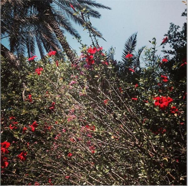 AYE ZYILMAZEL Nar iei gzeldir ama sadece gzel deil ifal bir bitkidir. C vitamini boldur, kan ekerini dengeler, yksek tansiyona iyi gelir, kirelenmeyi nler, bbrek iltihabna birebirdir. O zaman gnaydn, gnmz ifal olsun