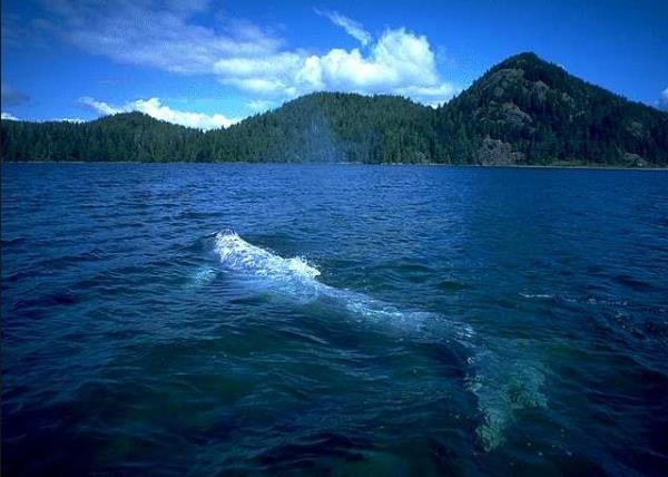 vcudun s dengesini salamak iin idrarla bin 500, deri yoluyla 500, dk ve solunum ile 300`er ml su kaybedilmektedir.