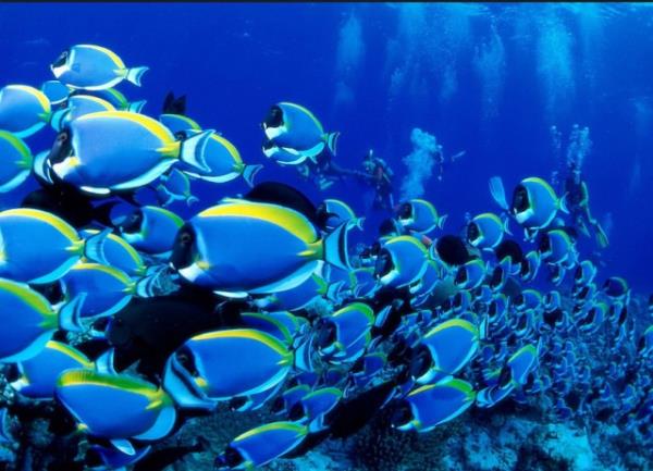 ay, kahve, kola, merubat gibi iecekler kesinlikle su yerine gemez, gnlk su tketimi miktarndan saylmaz.