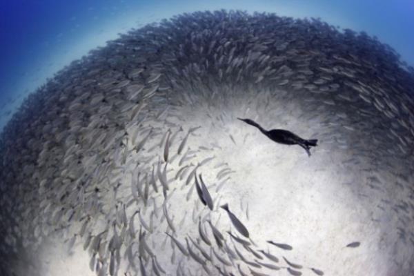 ��te o foto�raflar;