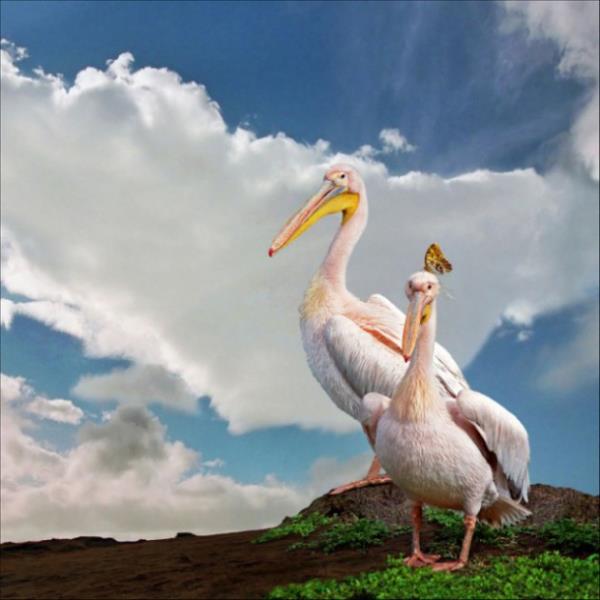 ��te o foto�raflar;