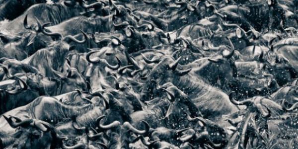 ��te o foto�raflar;