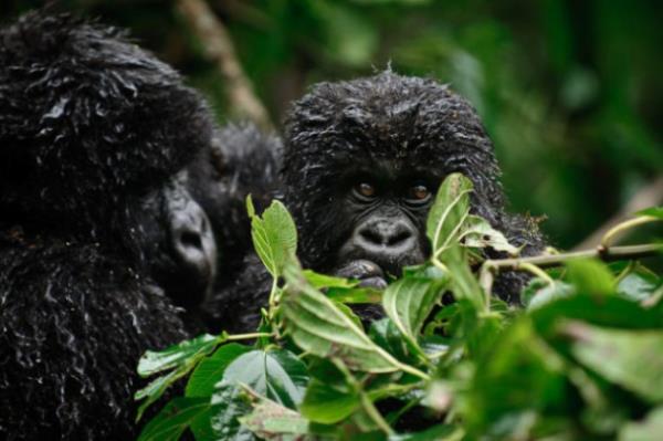 ��te o foto�raflar;