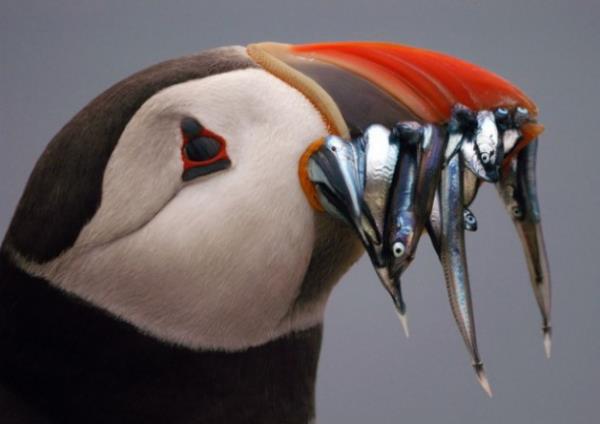 ��te o foto�raflar;