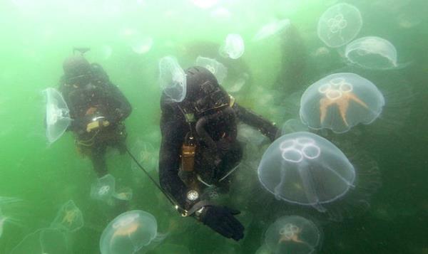 4. Alman Sualt Komandolar