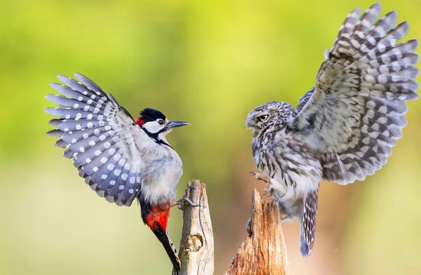 Aa kakan ve baykuun tehlikeli karlamas.