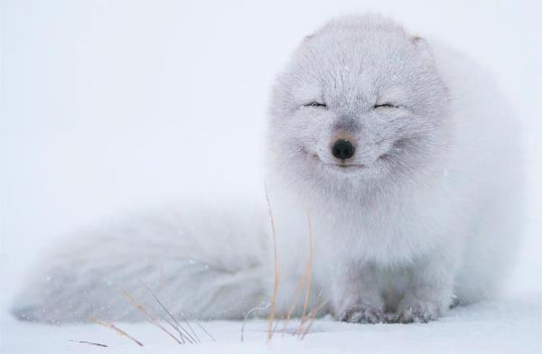 Bir kutup tilkisi kar yann tadn karyor.