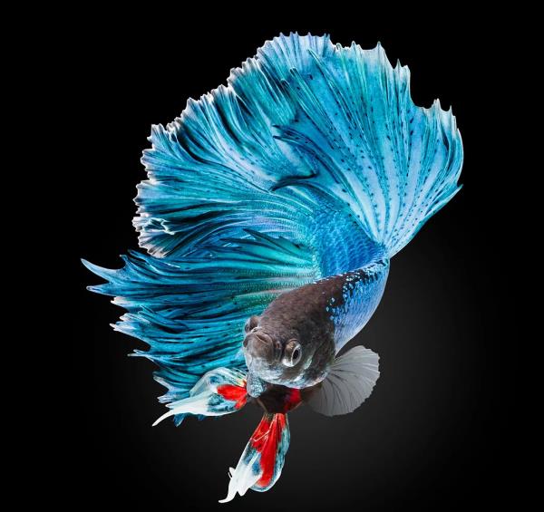 Zarif mavi bir yarmay betta bal...